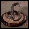 north-american-small-varmit-snakes-taxidermy043