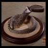north-american-small-varmit-snakes-taxidermy044