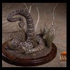 north-american-small-varmit-snakes-taxidermy055