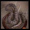 north-american-small-varmit-snakes-taxidermy056