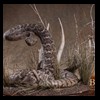 north-american-small-varmit-snakes-taxidermy057