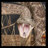 north-american-small-varmit-snakes-taxidermy080