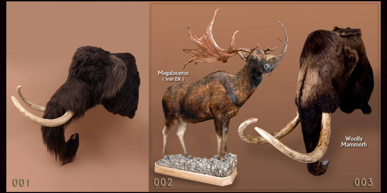 reproductions taxidermy