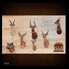taxidermy-trophy-rooms-002