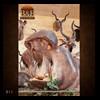 taxidermy-trophy-rooms-011