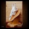taxidermy-trophy-rooms-013