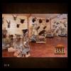 taxidermy-trophy-rooms-014