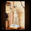 taxidermy-trophy-rooms-023