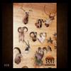 taxidermy-trophy-rooms-038