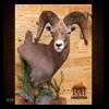 taxidermy-trophy-rooms-039