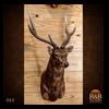 taxidermy-trophy-rooms-062
