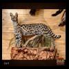 taxidermy-trophy-rooms-069