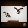 taxidermy-trophy-rooms-011