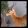 hunting-trophy-rooms-BB-Taxidermy008