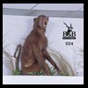 hunting-trophy-rooms-BB-Taxidermy009