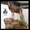 hunting-trophy-rooms-BB-Taxidermy015