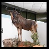 hunting-trophy-rooms-BB-Taxidermy017