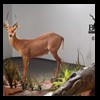 hunting-trophy-rooms-BB-Taxidermy018