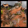 hunting-trophy-rooms-BB-Taxidermy031